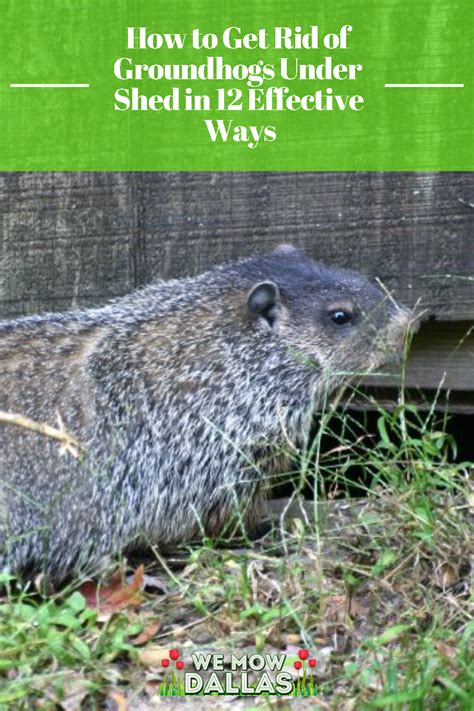 How to Get Rid of Groundhogs Under Shed in 12 Effective Ways