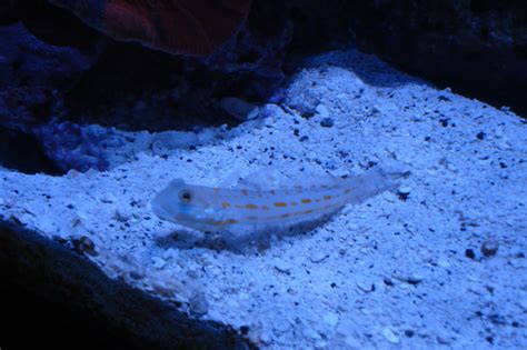 Sand Sifting Goby Awesome For Cleaning Sand Reef Aquarium Saltwater