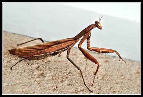 Mante Religieuse Brune Praying Mantis Insects