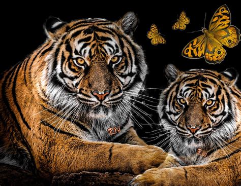 Pin By Rachel Towns On Tigers 2019 Tiger Animals