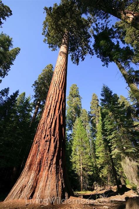 Several Giant Sequoia Trees Sequoiadendron Gigantea Grow In The Mariposa Grove In Yosemite