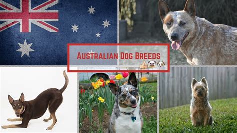Top 95 About Dog Breeds Australia Best Daotaonec