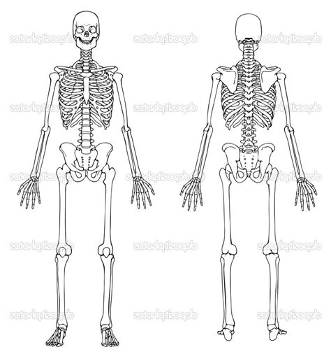 Skeleton Sketch Easy At Explore Collection Of