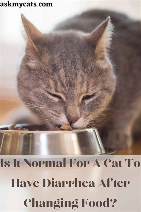 Switching Cat Food Is It Ok To Keep Changing Cat Food