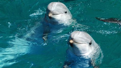 Newsela These Bottlenose Dolphins Are Picky About Their Friends