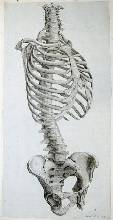 Side View Of The Bones Of The Torso Skeleton Drawings Skeleton