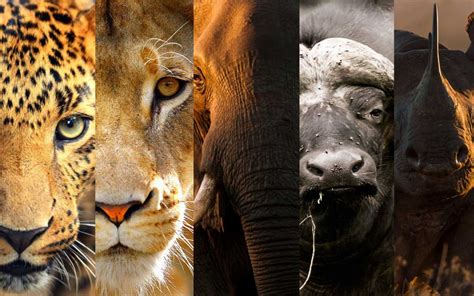 Big Five Safaris In Namibia Discover Africa Safaris