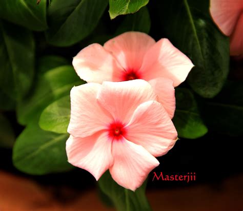 For more information and source, see on this link : PELITA KABAD: VINCA....TANAMAN HIASAN YANG SENANG DAN ...