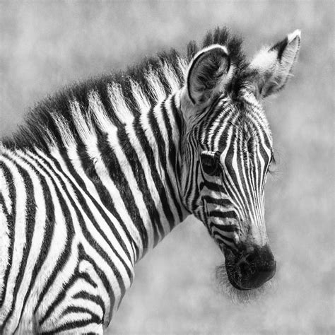 Zebra Black And White In Black And White