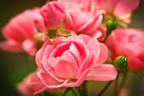 Wallpaper Pink Roses Macro Garden Hd 4k Flowers