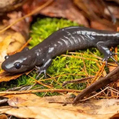 12 Salamander Species In Connecticut ID Pics Pond Informer