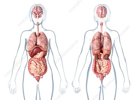Picture Of Women S Internal Organs Female Anatomy Internal Organs