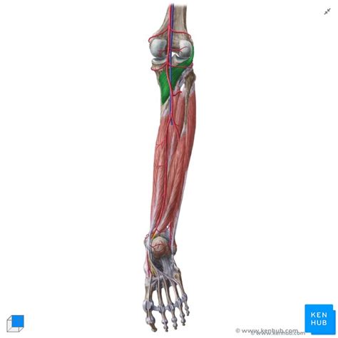 Deep Muscles Of The Posterior Leg Anatomy And Diagrams Kenhub