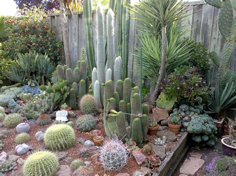 If you come | twaku. Cactus Blog - Page 120 of 208 - Cactus Jungle