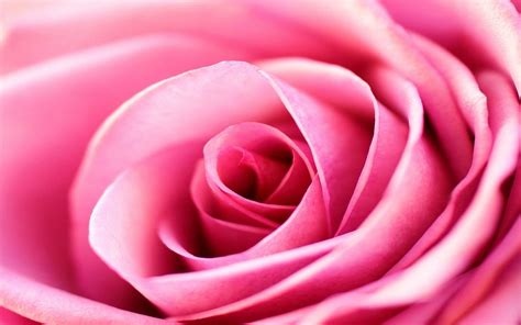Close Up Pink Rose Wallpapers Wallpaper Cave