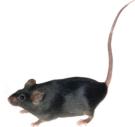 Mouse Rat Png Image Transparent Image Download Size 1933x1816px