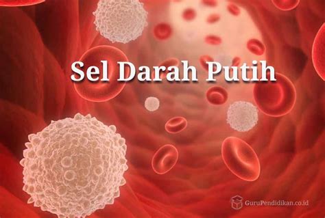 Penyakit anemia atau kurang darah adalah keadaan jumlah sel darah merah (hemoglobin) berada di bawah aras normal. Sel Darah Putih : Pengertian, Fungsi, Ciri, Jenis & Kekurangan