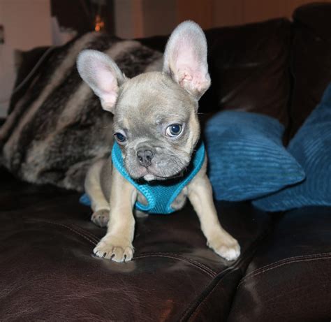 Our french bulldog dams and sires. French Bulldog Puppies For Sale | Charlotte center city ...