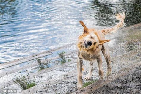 Golden Retriever Shaking Water Off Fur Stock Photo Download Image Now