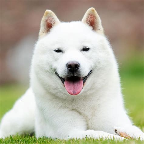 10 Japanese Dog Breeds | BeChewy