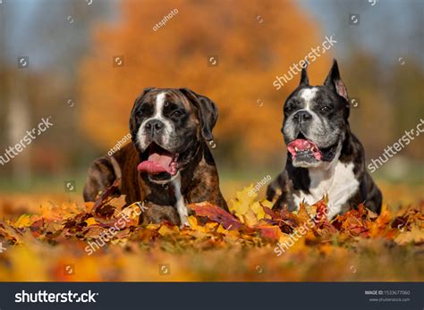 Two Boxer Dogs Lying Down Fallen Stock Photo 1533677060 Shutterstock