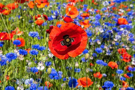 Poppies And Cornflowers Mr B Photography
