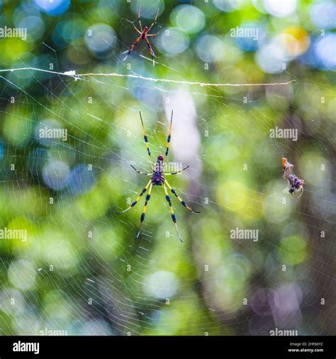 Giant Wood Spider Nephila Maculata Nephila Pilipes The Golden Orb