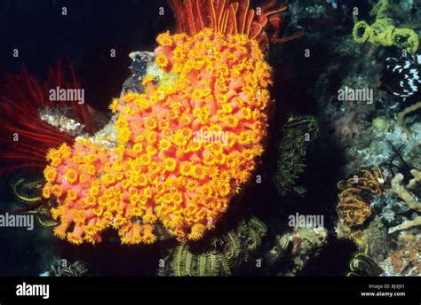 Orange Cup Coral Tubastraea Coccinea Underwater In The Flores Sea