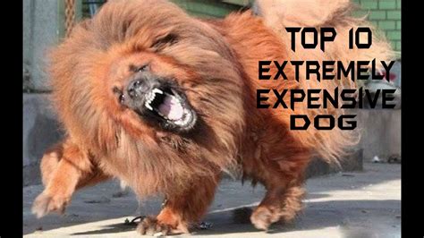Top 10 Extremely Expensive Dog Youtube