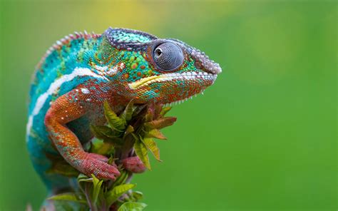 Chameleon 4k Wallpapers For Your Desktop Or Mobile Screen Free And Easy