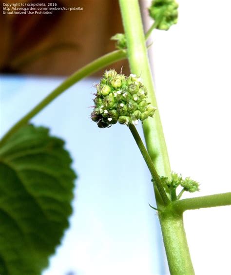 Plantfiles Pictures Hairy Crabweed Mulberry Weed Fatoua Villosa By