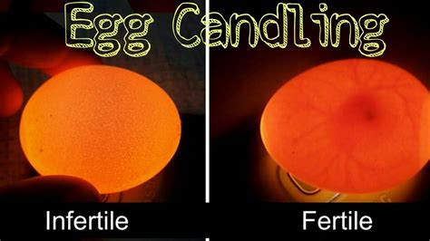How To Check The Fertility Of Eggs Diy Eggs Candling Vet Dr