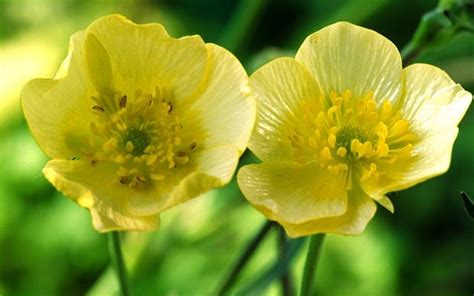 the reason why buttercups glow