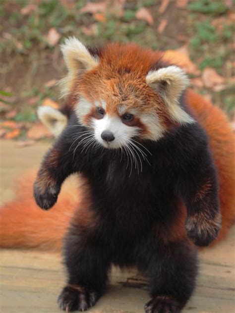 The Cutest Thing Panda Rojo