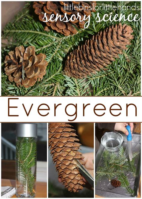 Montessori inspired plant and tree activity trays for preschoolers. Evergreen Science Preschool Nature Science Exploration