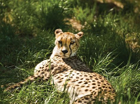 Cheetah - Safari West