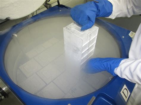 Superior performance · cgmp compliant · gibco quality German Collection of Microorganisms and Cell Cultures GmbH ...