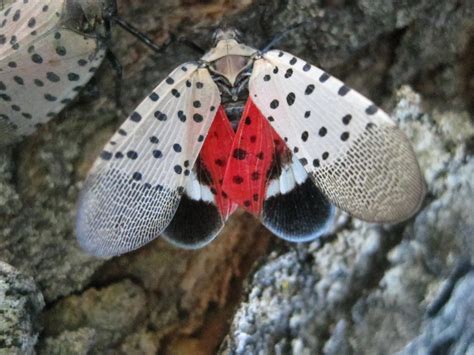 SLF FACTS! | Spotted Lantern Fly