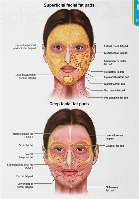 Face Anatomy Facial Fat Pad Detailed Chart Science Educational Print