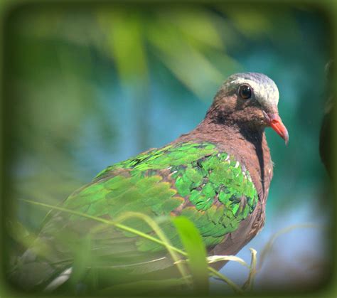 Green Winged Dove Chalcophaps Indica Photograph By Nathan Abbott Fine