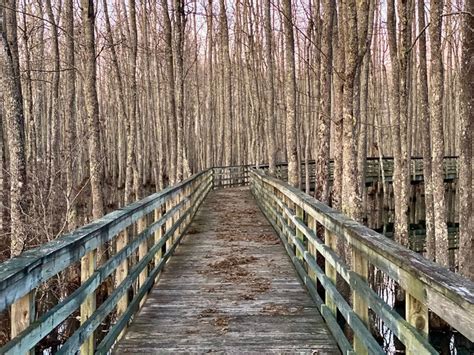 Take A Boardwalk Trail To A Swamp In La Grange Tennessee