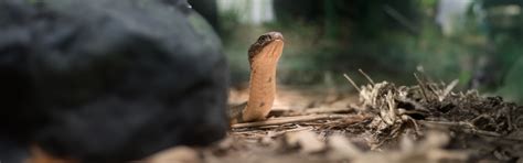 Inland Taipan Fierce Snake Australia Zoo