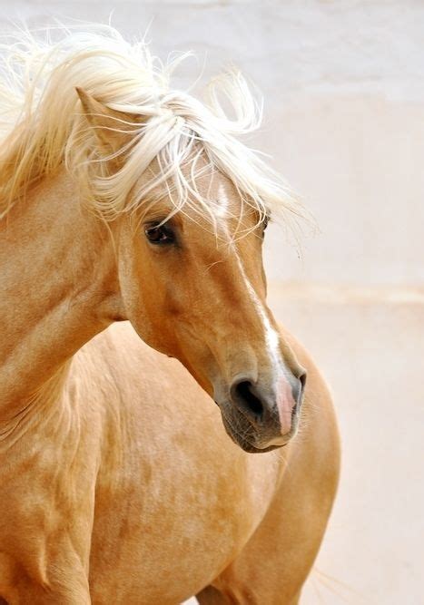 Blonde Horse With A Chestnut Coat Horses Animals Beautiful Palomino