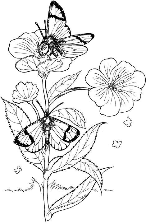 Profile of a butterfly with flowers. Butterfly Coloring Page 58