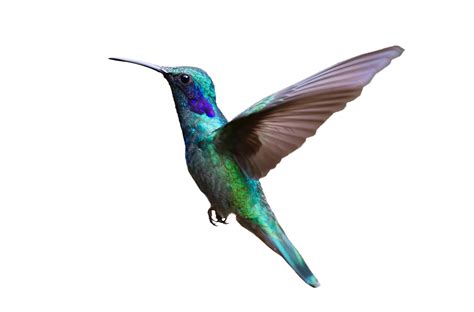 Download Colorful Hummingbird Flying Png Image For Free