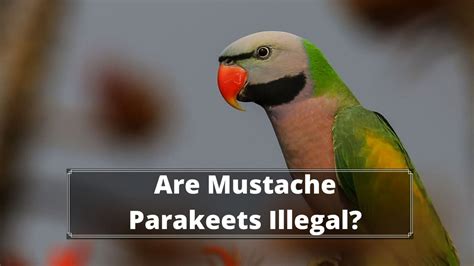 The Differences Between Ringneck And Mustache Parakeets Master Parrot