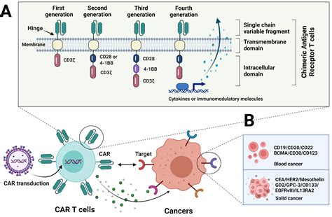 Current Status And Perspectives On Car T Therapy