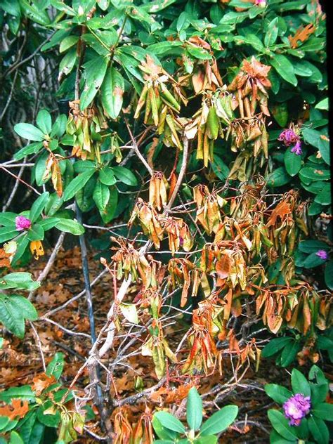 Although sometimes difficult to maintain in the piedmont and coastal plain. Phytophthora Root Rot of Trees and Shrubs