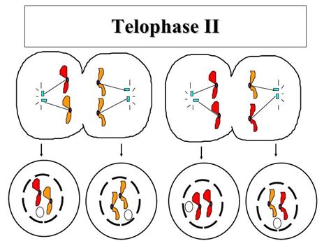 Telophase Coloring Pages