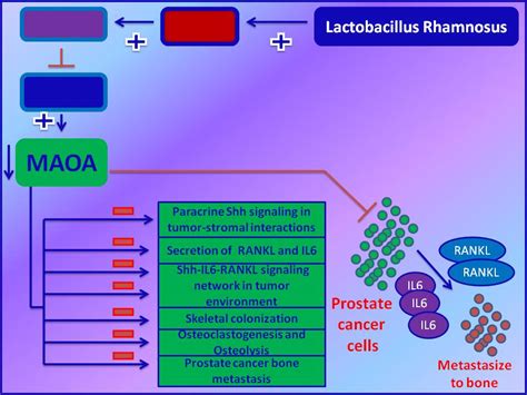 probiotic based therapy for prostate cancer bone metastasis probiotic lactobacillus rhamnosus